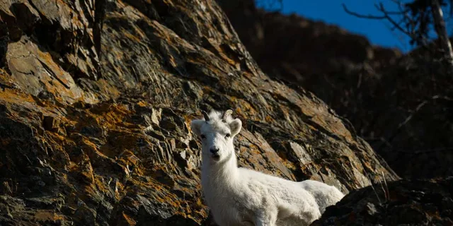 Anchorage Turnagain Arm Photography Tour 5 hr - Image 2
