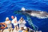 Maui Whale Watching Cruise on Sailboat thumbnail 2