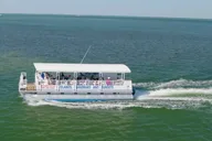 Anna Maria Island Dolphin Sightseeing Adventure thumbnail 5