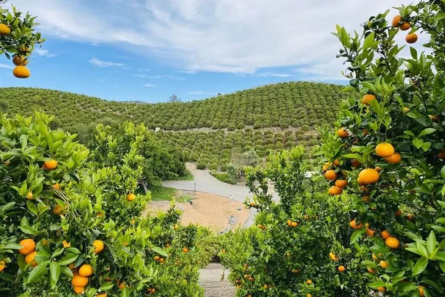 Sunmist Tangerine Farm U-Pick Experience - Image 2