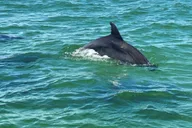 Pensacola Beach Dolphin Sightseeing Tour thumbnail 5