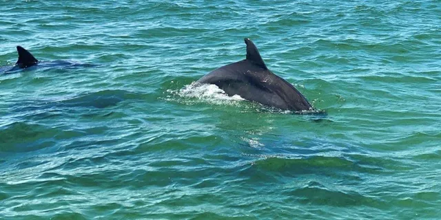 Pensacola Beach Dolphin Sightseeing Tour - Image 5