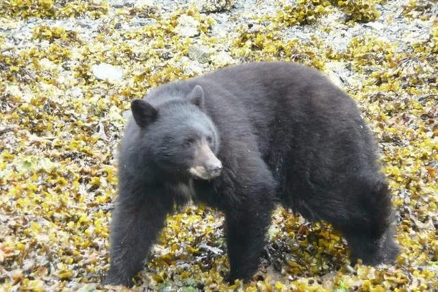 Ketchikan Bear-Viewing Air Tour - Image 5