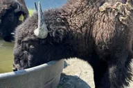 Anchorage Wildlife Conservation Center and Portage Valley Tour thumbnail 5