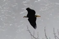 Seattle Bald Eagles Nesting Tour at Skagit River thumbnail 6
