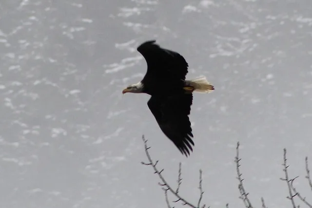 Seattle Bald Eagles Nesting Tour at Skagit River - Image 6