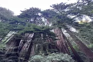 San Francisco City Tour with Muir Woods & Sausalito thumbnail 4