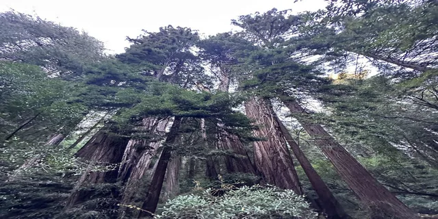 San Francisco City Tour with Muir Woods & Sausalito - Image 4
