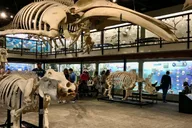Oklahoma City Museum of Osteology Ticket thumbnail 1