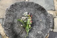 Woodland Park Forest Bathing Session thumbnail 2