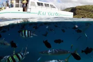 Oahu Private Sunset Cruise with Cocktails 3.5 hr thumbnail 5