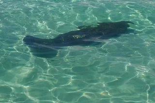 Panama City Dolphin Swim Experience 2 hr