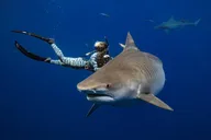 Haleiwa Shark Dive Experience thumbnail 2