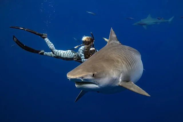 Haleiwa Shark Dive Experience - Image 2