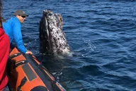 Newport Beach Whale Watching Adventure thumbnail 2