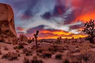 Los Angeles Joshua Tree and Nixon Library Day Tour thumbnail 1