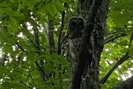 Maggie Valley Safari Tour on the Blue Ridge Parkway thumbnail 6