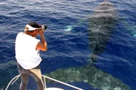 Kailua Kona Whale Watching Cruise thumbnail 5