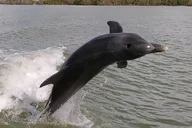 Everglades Boating, Kayaking, and Walking Eco Tour thumbnail 4