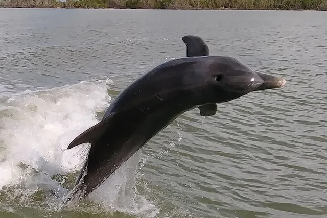 Everglades Boating, Kayaking, and Walking Eco Tour - Image 4
