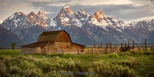 Jackson Wildlife Adventure in Yellowstone and Grand Teton 4-Day - Image 2