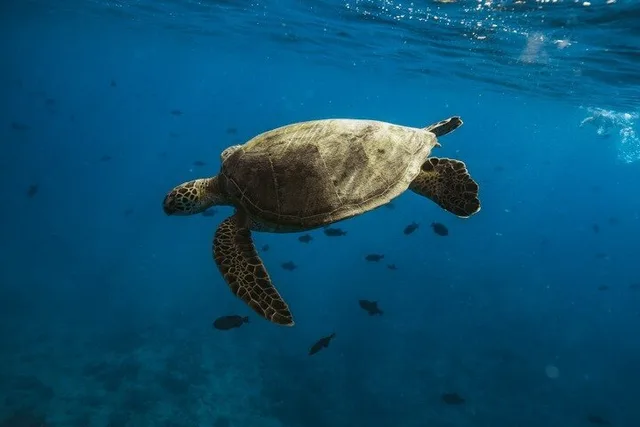 Honolulu Catamaran Snorkeling Tour - Image 5