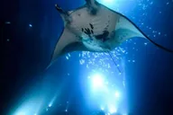 Kailua-Kona Manta Snorkel Tour at Night thumbnail 1