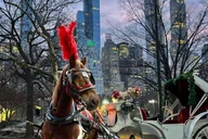 New York Central Park Horse Carriage Ride thumbnail 2