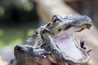 Miami Everglades Airboat Tour with Park Entry thumbnail 4