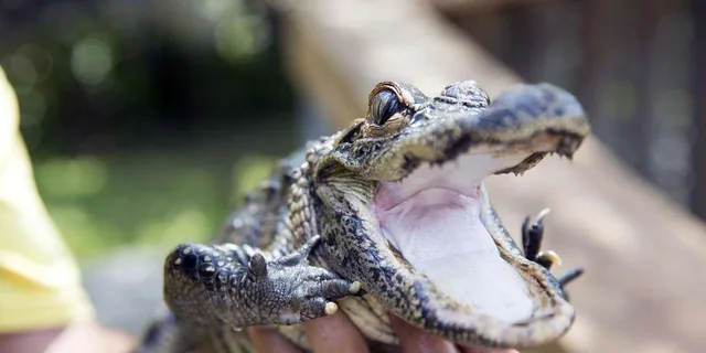 Miami Everglades Airboat Tour with Park Entry - Image 4