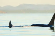 Juneau Whale Watching and Mendenhall Glacier Tour thumbnail 1