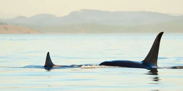 Juneau Whale Watching and Mendenhall Glacier Tour - Image 1