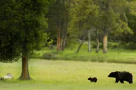 Salt Lake City Yellowstone & Grand Teton Tour 5 Days thumbnail 2