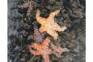 Santa Monica Aquarium Experience thumbnail 6