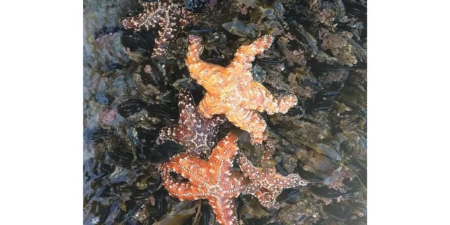 Santa Monica Aquarium Experience - Image 6