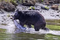 Ketchikan Private Custom Excursion thumbnail 6