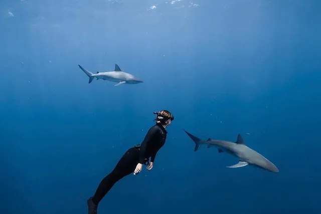 Oahu Shark Diving and Snorkeling - Image 2