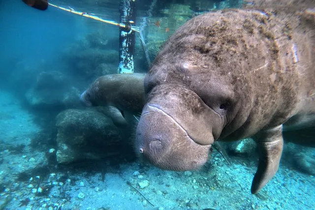 Crystal River Manatee Swim Tour - Image 4