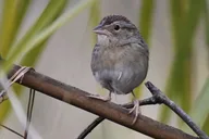 Central Florida Private Birding Tour 5 hr thumbnail 5