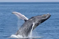 Cape May Whale and Dolphin Watching Cruise thumbnail 1