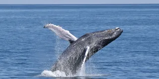 Cape May Whale and Dolphin Watching Cruise