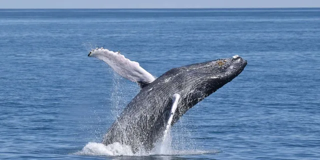 Cape May Whale and Dolphin Watching Cruise - Image 1
