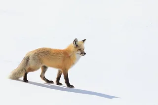Gardiner Yellowstone Winter Wildlife Safari