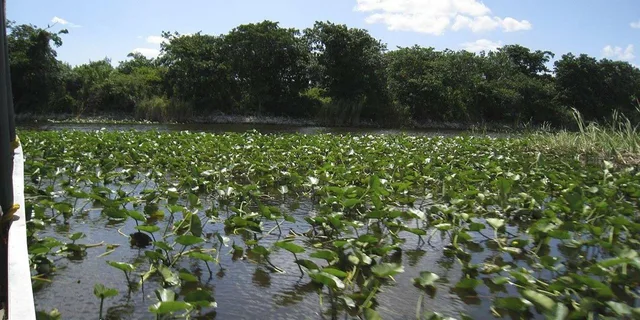 Miami Everglades Airboat Tour - Image 3