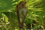 Silver Springs Clear Kayak Wildlife Adventure thumbnail 1