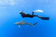 Haleiwa Shark Dive Private Charter thumbnail 3