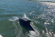 Ocean City Assateague Island Swim Cruise thumbnail 4
