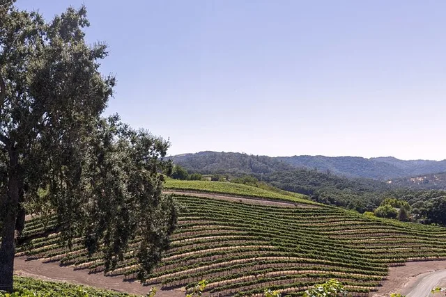 Paso Robles Wine Tour with Picnic Lunch - Image 6
