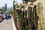 San Juan Capistrano Scavenger Hunt Tour 90 min thumbnail 4