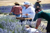 San Miguel Lavender Farm U-Pick Day Pass thumbnail 2